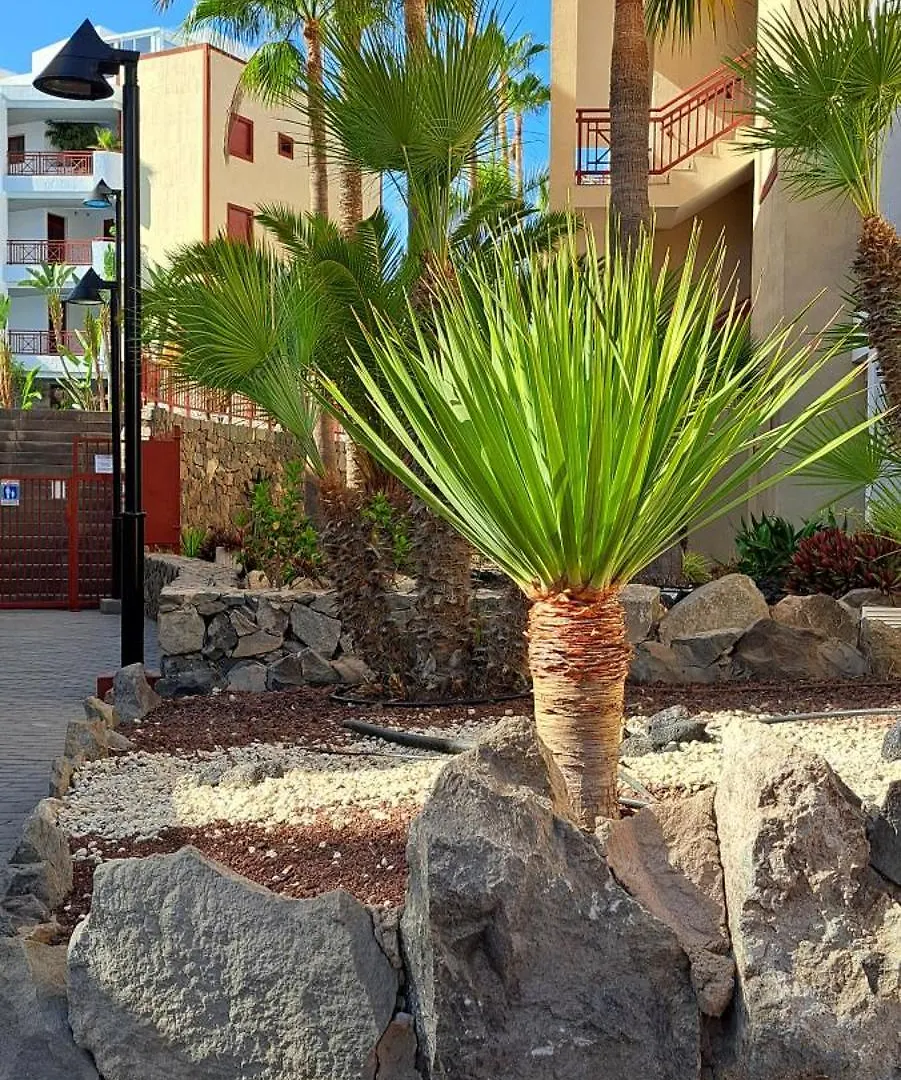 Casa Bohemia Lägenhet Palm-mar 0*,  Spanien